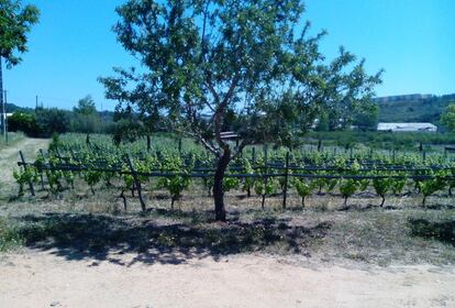 Monte da Casteleja es una bodega local de vino orgánico que aúna las nuevas tecnologías con el arte ancestral de la producción de vino y que ofrece catas para todo tipo de público en un ambiente de ensueño rodeado de viñedos. Ellos mismos se definen como una granja orgánica cuyos métodos de producción garantizan la preservación del entorno, la biodiversidad y el futuro de la tierra. "Somos socialmente responsables, ecológicos, sostenibles y hacemos un vino delicioso”, añaden.