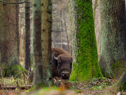 Uno de los bisontes que viven en el bosque de Bialowietza (Polonia)