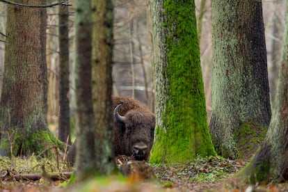 climate change in forests