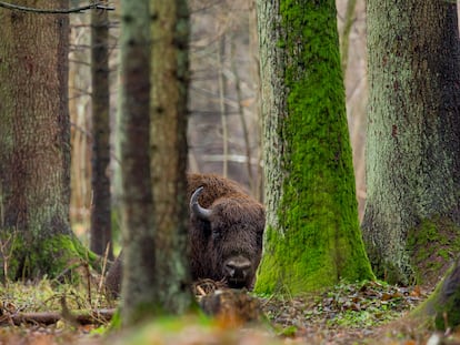 Uno de los bisontes que viven en el bosque de Bialowietza (Polonia)