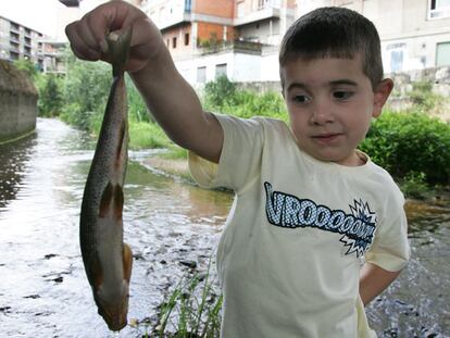 Un niño sostiene uno de los peces muertos en el río Barbaña, en el municipio orensano de San Cibrao.