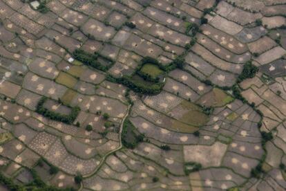 Campo de arroz en la isla de Lombok, en la provincia indonesia de Nusa Tenggara Occidental.