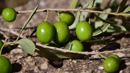 Controlar la campaña de la aceituna desde el móvil