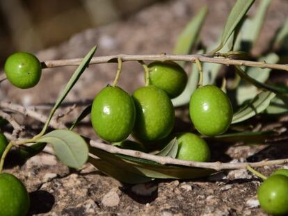 Controlar la campaña de la aceituna desde el móvil