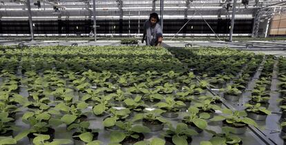 Plantación de tabaco en un invernadero de biotecnología en Carolina del Norte ( EEUU).