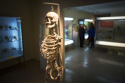 Esqueleto humano en la sala del museo dedicada a la Antropología Evolutiva. El museo dispone de una colección de 1.500 piezas entre las que se cuentan unos 800 cráneos, disponibles para investigadores que necesiten utilizarlos. Entre los expuestos destacan las trepanaciones (cráneos agujereados, se pensaba que con fines medicinales) o las modificaciones rituales del cráneo que se dan en algunas tribus.