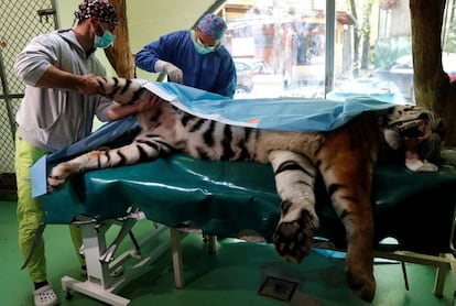 Los veterinarios intervienen la cadera de Igor.