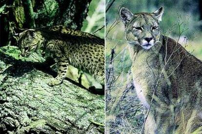 De izquierda a derecha,  gato montés y puma.