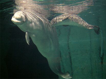 Yulka y su bebé, al que no han querido dar nombre todavía, nadan en una piscina médica en el Oceanográfico de Valencia.