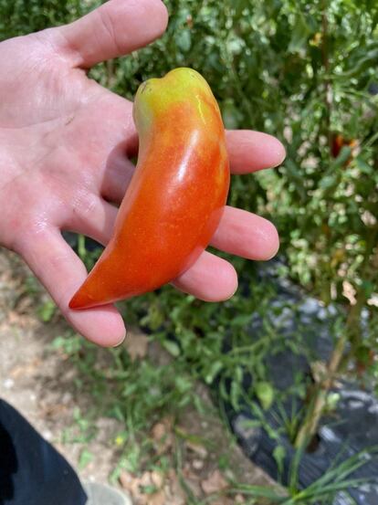 Tomate rústico foráneo, parte de la Colección de La Huerta de Carabaña. J.C. CAPEL