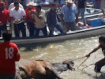 Em um município de Veracruz, fazem os animais atravessarem um rio para espancá-los na margem como parte de uma festa religiosa
