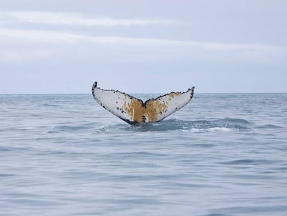 Una ballena cerca de la isla Elefante en la Antártida, el pasado 15 de enero.