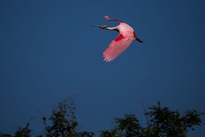 Um colhereiro cor-de-rosa.