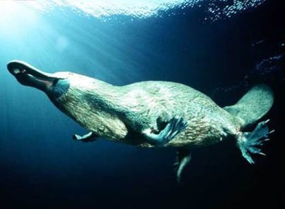 El ornitorrinco pasa la mayor parte del tiempo en el agua.