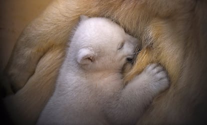 O bebê de um urso polar dorme junto com a sua mãe no zoológico de Bremen (Alemanha), em 9 de março de 2016.