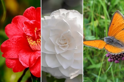 Desde la izda., Camellia japonica The Czar, Camellia japonica Alba Plena y la mariposa Lycaena hippothoe.