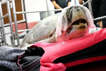Omsin es una tortuga verde de 25 años que ha tenido que ser intervenida quirúrgicamente en la Universidad de Chulalongkorn al ingerir 1.000 monedas de la fortuna provenientes de turistas.