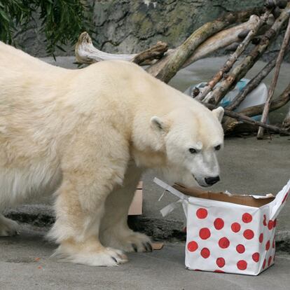 Este oso polar del Zoo de San Francisco ya ha recibido su regalo de Navidad. El animal de 25 años tras abrirlo ha encontrado en su interior frutas y vegetales,  lo que hubiese dado por un buen pescado.
