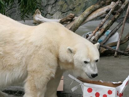 Este oso polar del Zoo de San Francisco ya ha recibido su regalo de Navidad. El animal de 25 años tras abrirlo ha encontrado en su interior frutas y vegetales, lo que hubiese dado por un buen pescado.