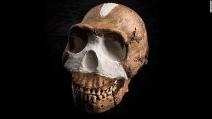 A ‘Homo naledi’ skull, found in South Africa.