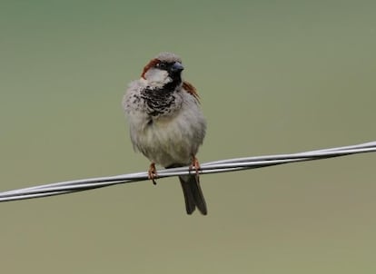 La población de gorrión común se ha reducido en un 50%. T. Belka/ Birdphoto.eu