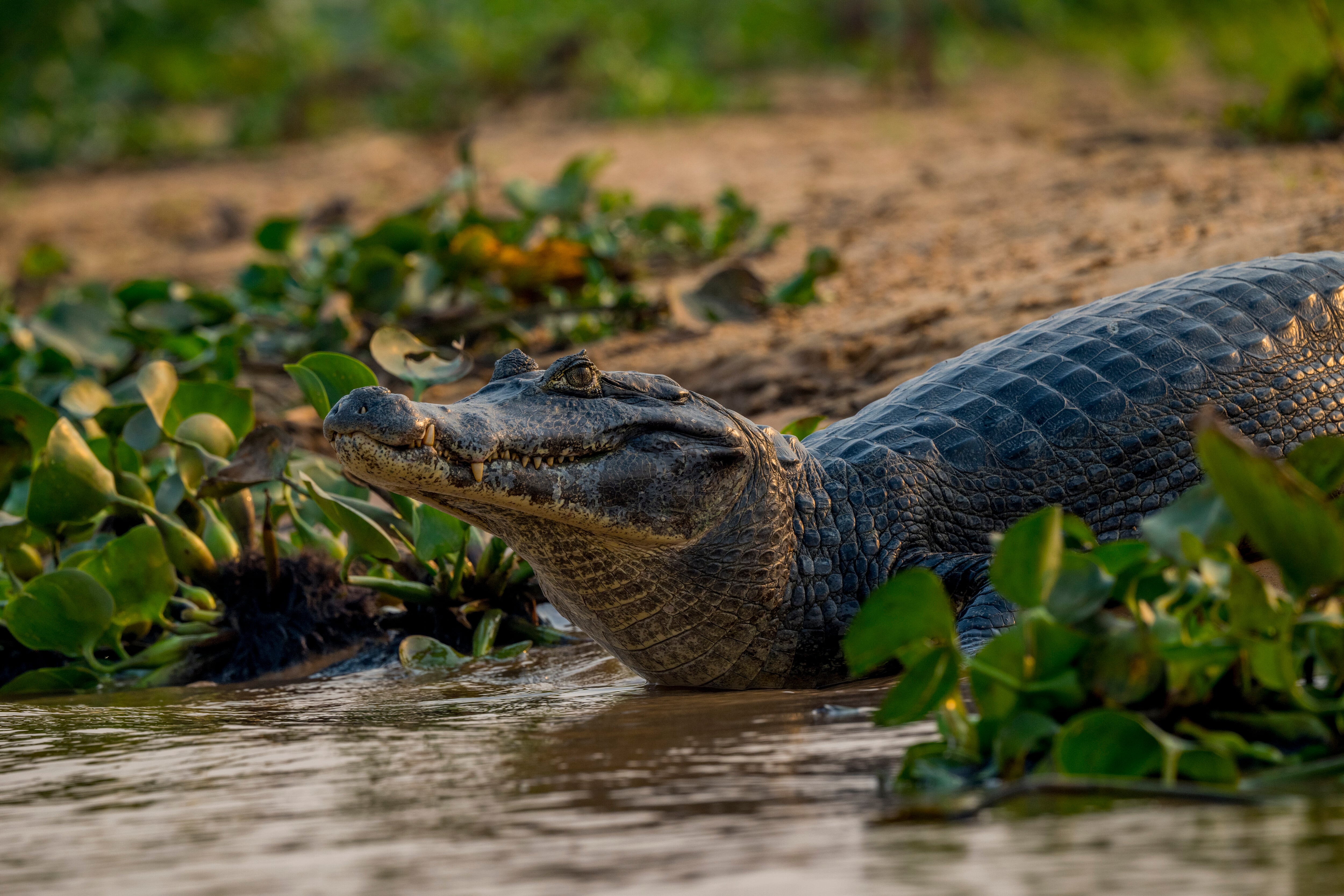 El tráfico de pieles de caimán afecta al 85% de las especies en Bolivia
