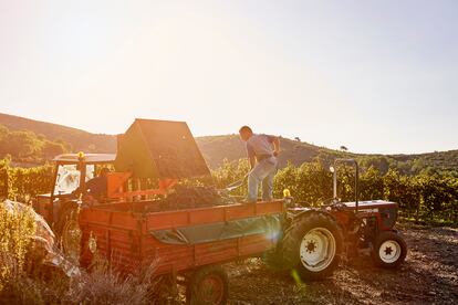 Dos agricultores trabajando en un viñedo durante la vendimia.