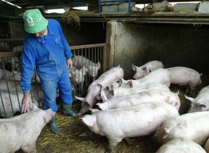 Granja de cerdos en una localidad de Navarra.