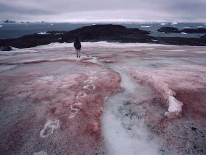 Efecto del alga que convierte la nieve en rosa, en el glaciar McLeod, en la Ant&aacute;rtida.
 