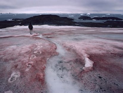 Efecto del alga que convierte la nieve en rosa, en el glaciar McLeod de la Antártida.