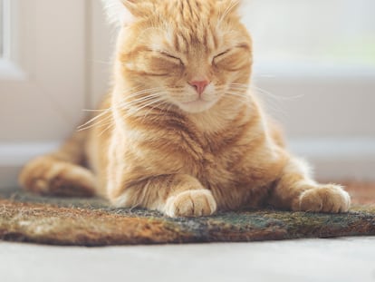 alfombrilla rascador gatos amazon marzo 26