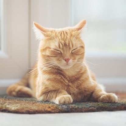 alfombrilla rascador gatos amazon marzo 26