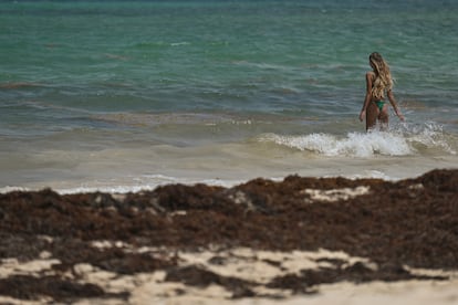 sargazo en Playa del Carmen