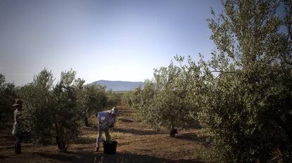 Recogida de aceitunas en una finca de Mor&oacute;n de la Frontera (Sevilla).