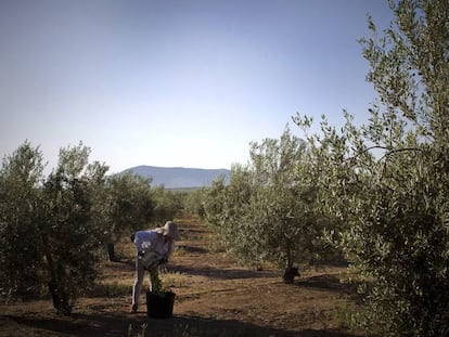 Recogida de aceitunas en una finca de Mor&oacute;n de la Frontera (Sevilla).