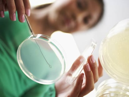 Una joven investigadora realiza una t&eacute;cnica de cultivo celular en un laboratorio.