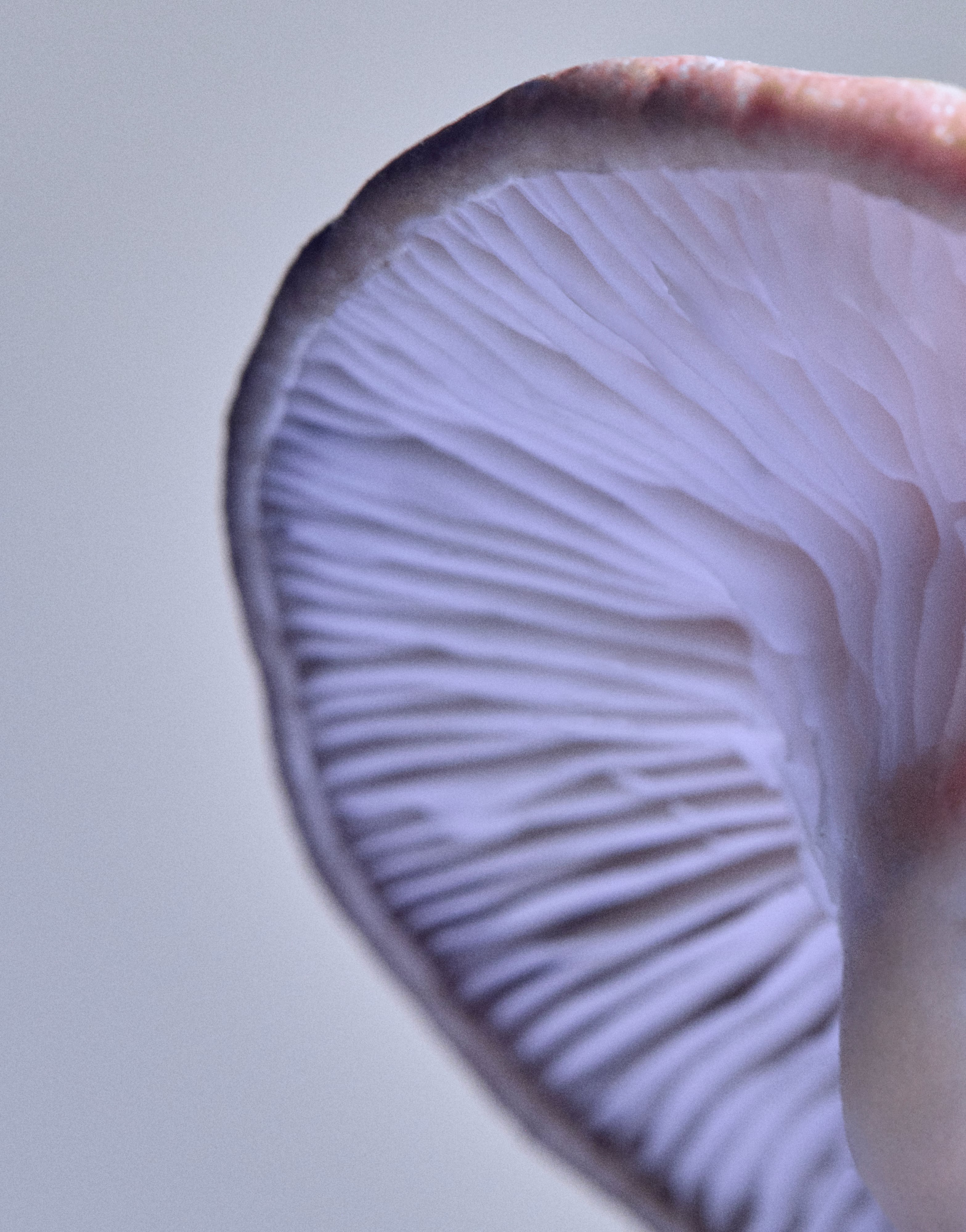 Del ‘boletus’ a la senderuela, 10 setas para vivir el otoño