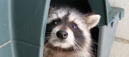 A raccoon in the Soto de Viñuelas center in the Madrid region.