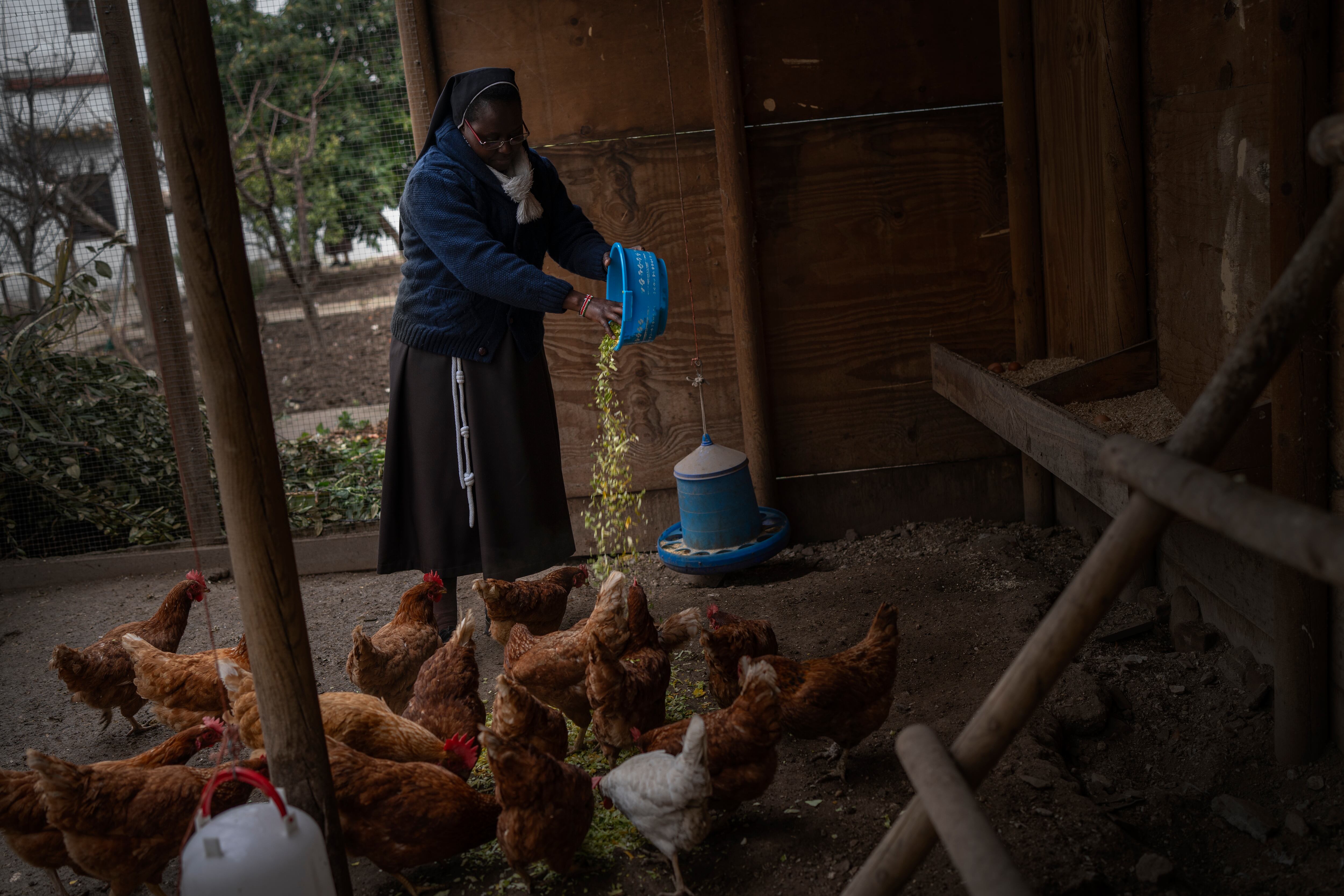 Una monja da de comer a las gallinas del convento. El gallinero fue una donación de un vecino. 