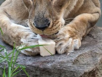 Una joven leona en África