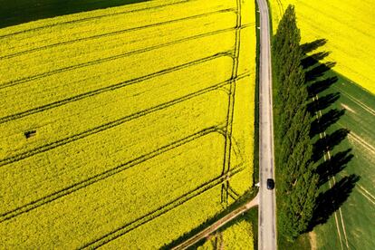 Un automóvil conduce en una carretera junto a los álamos y los campos de colza, en Daillens (Suiza).