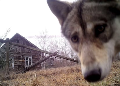 Um lobo olha para a câmera na cidade fantasma de Orevichi (Belarus).