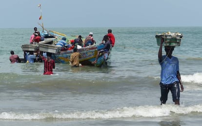 Jóvenes descargan el pescado para llevarlo diretamente a la fábrica china, en Gunjur.