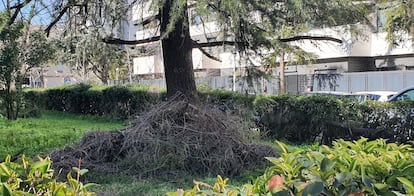 Un nido de cotorras argentinas caído de un árbol en el distrito de Moncloa-Aravaca tras la nevada de Filomena, en enero de este año.