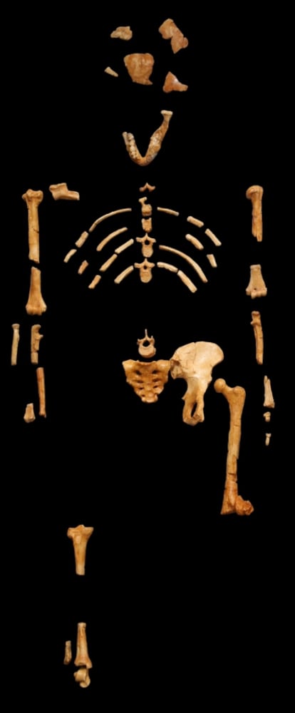 Fósiles descubiertos en Etiopía del esqueleto, casi completo, de la famosa hembra de australopiteco de hace 3,2 millones de años bautizada <i>Lucy</i>.
