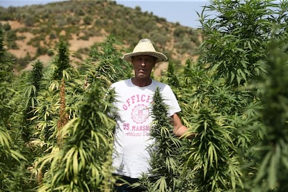 Cannabis Marruecos