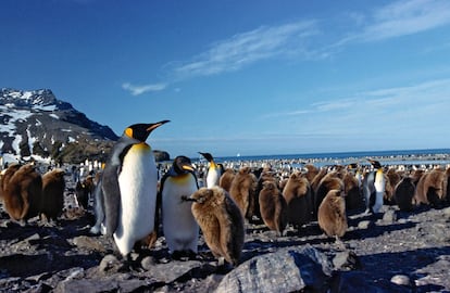 Un grupo de pingüinos rey.