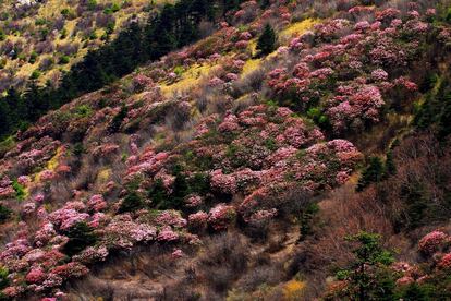 Shennongjia de Hubei, China. Este sitio consta de dos zonas en las que se encuentran los bosques primarios más vastos del centro del país.