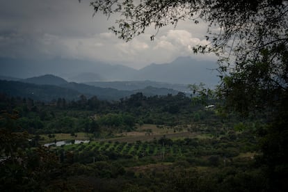 Una finca aguacatera cerca del municipio de Ocampo