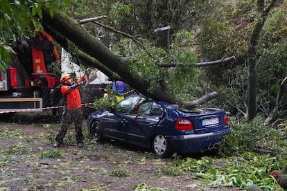 Un operario retira el árbol caído sobre un coche en el campus universitario de Santiago, este miércoles. 